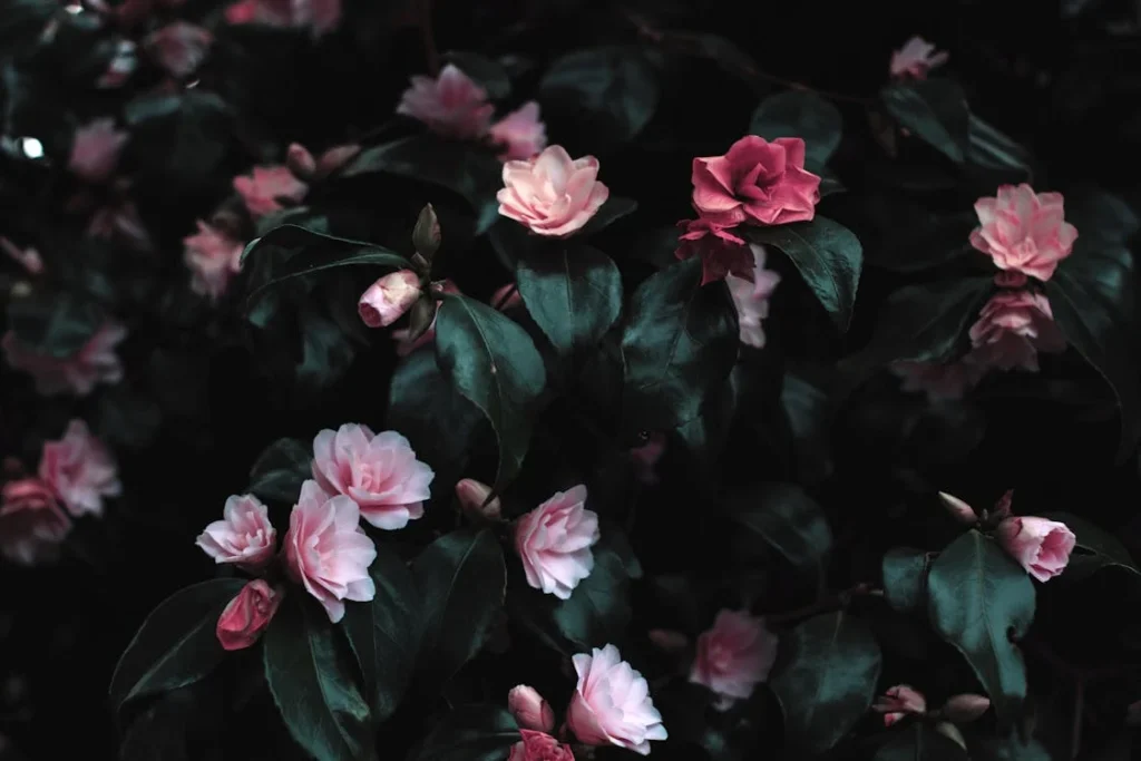 Digital Photography for Beginners A 2026 Guide to Stunning Photos Dark, moody photo of pink camellia flowers blooming among glossy green leaves against a deep shadowy background