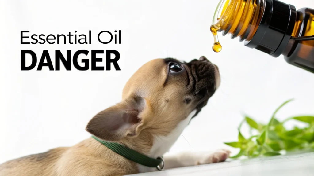 Is Lavender Toxic to Dogs? A Guide for Pet Owners Puppy sniffing a dropper bottle of essential oil, with text “Essential Oil Danger,” warning about toxicity risks.