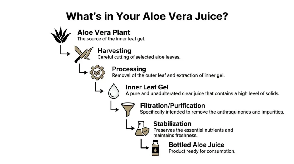 Infographic showing aloe vera juice process: harvesting, processing, gel extraction, filtration, stabilization, and bottling