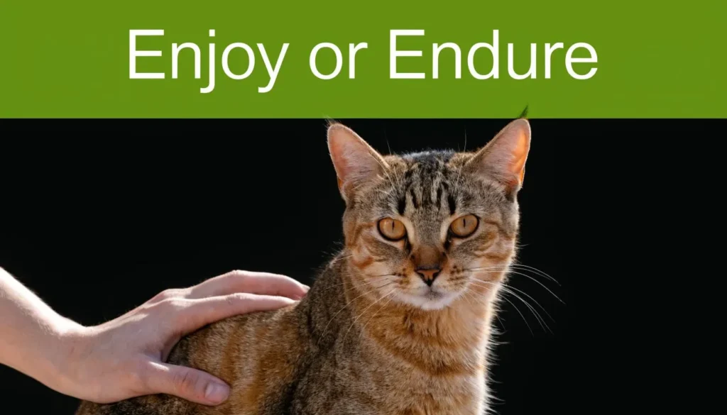 Are Cats Ticklish: The Truth About Feline Sensitivity Hand petting a tabby cat with text asking whether cats enjoy or endure human touch.