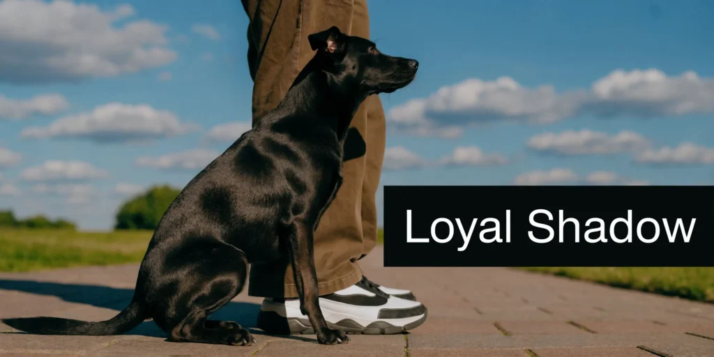 Black dog sitting beside its owner outdoors under blue skies with the text “Loyal Shadow”.