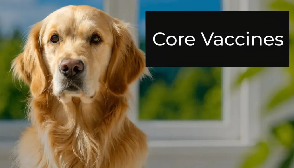 Golden Retriever portrait beside “Core Vaccines” text with a bright indoor background.