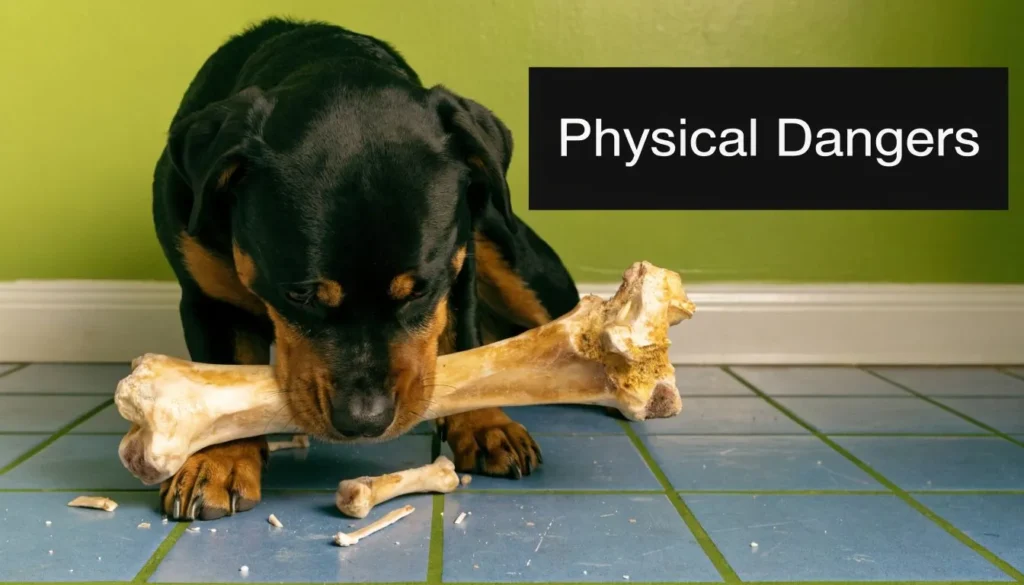 Rottweiler chewing a large bone beside text reading “Physical Dangers” on a green background.