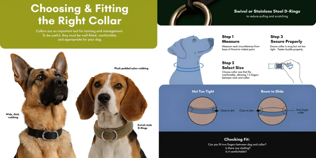 Infographic on choosing and fitting dog collars, showing measurement, sizing, proper fit, and comfort checks