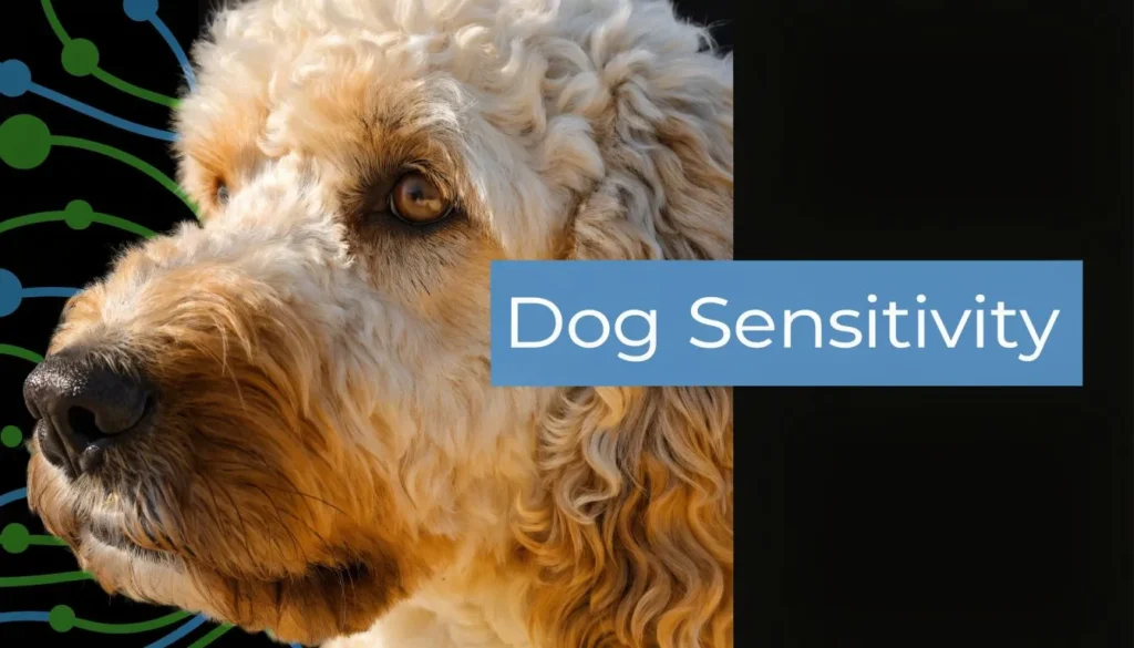 Close-up of a curly-haired dog with “Dog Sensitivity” text on a dark background with abstract patterns.
