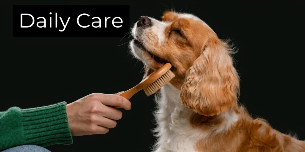 King Charles Spaniel Mix: Your Complete 2026 Guide Person brushing a Cavalier King Charles Spaniel mix dog with the title “Daily Care” on a dark background.
