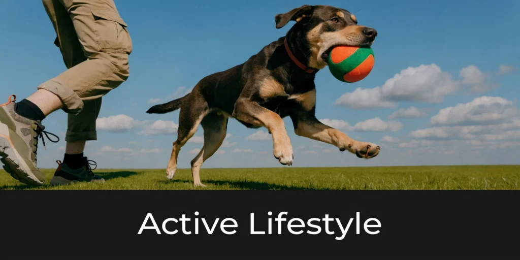 Lab Retriever Mix: The Complete Guide for Owners (2026) Active dog running with ball beside owner, showing energetic lifestyle in open field under blue sky