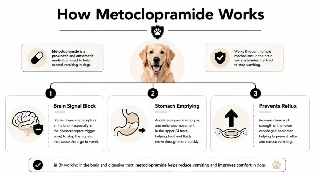 Infographic showing how metoclopramide helps dogs by blocking vomiting signals, speeding stomach emptying, and reducing reflux.