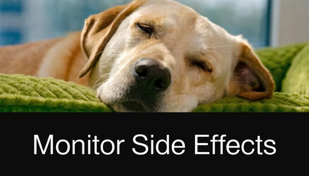 Sleeping dog with Monitor Side Effects text, illustrating possible medication side effects in dogs.