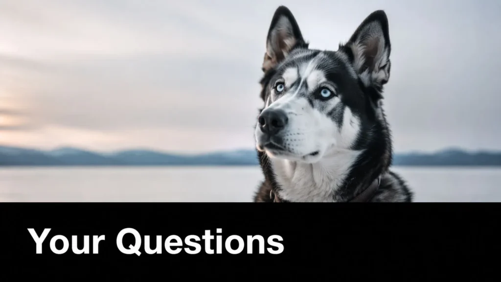 Blue-eyed Husky mix dog outdoors near a lake, showcasing alert ears, striking markings, and an intelligent expression.