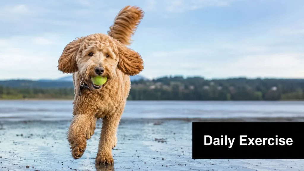8 Key Facts About Goldendoodles You Must Know Golden Goodendoodle running along a wet shoreline carrying a tennis ball, tail wagging.