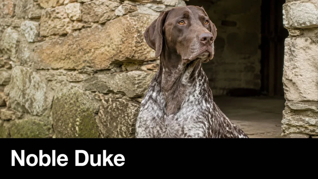German Shorthaired Pointer sitting regally beside a stone archway, gazing off with a noble expression.
