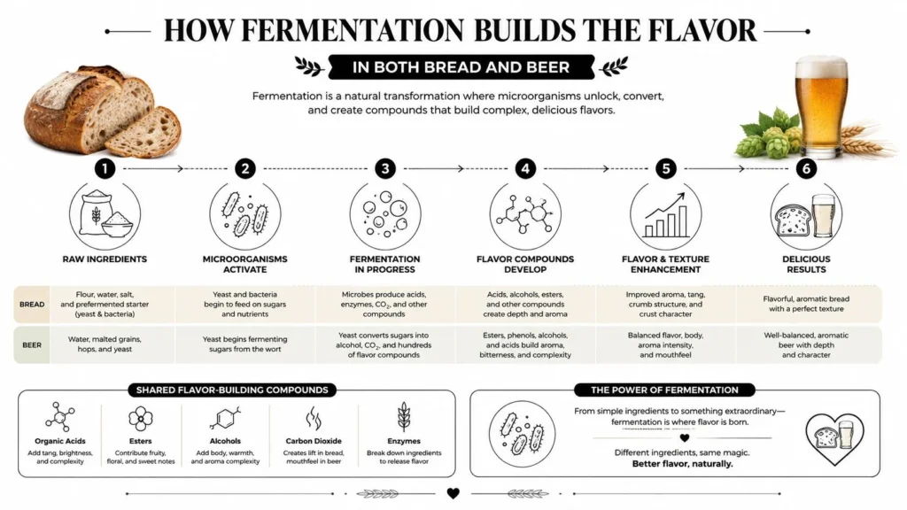 Fermentation infographic showing how microorganisms develop flavor, aroma, and texture in bread and beer.