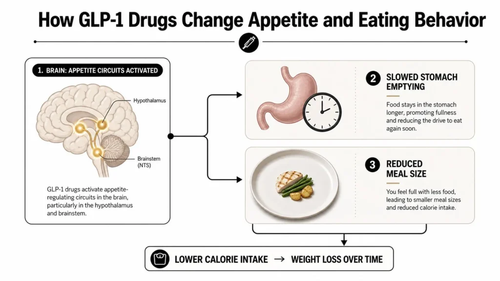 GLP-1 drugs influence brain appetite signals, slow stomach emptying, reduce meal size, and support weight loss over time.