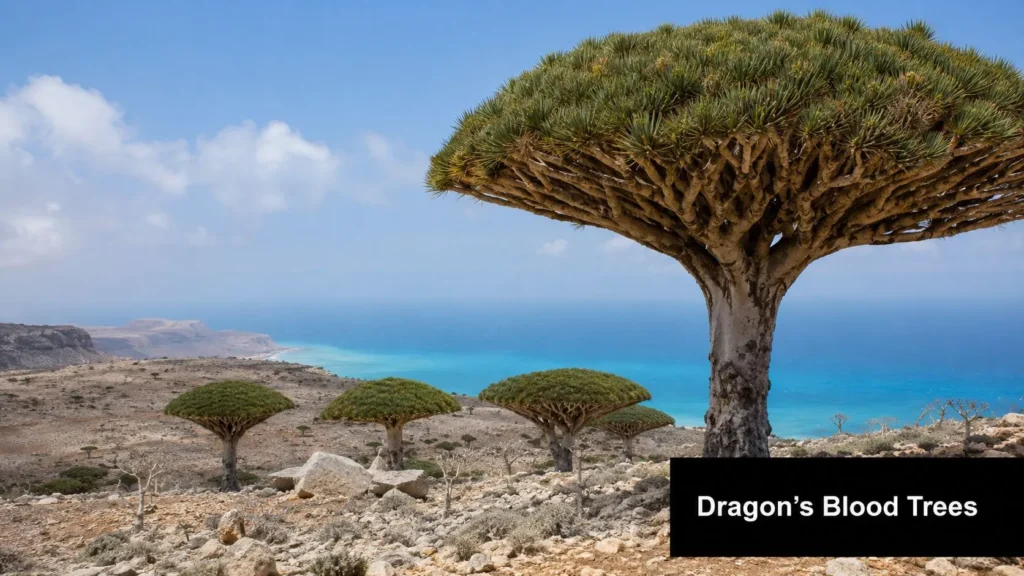 Dragon’s blood trees growing on a rocky island landscape overlooking a vivid blue ocean under a clear sky.