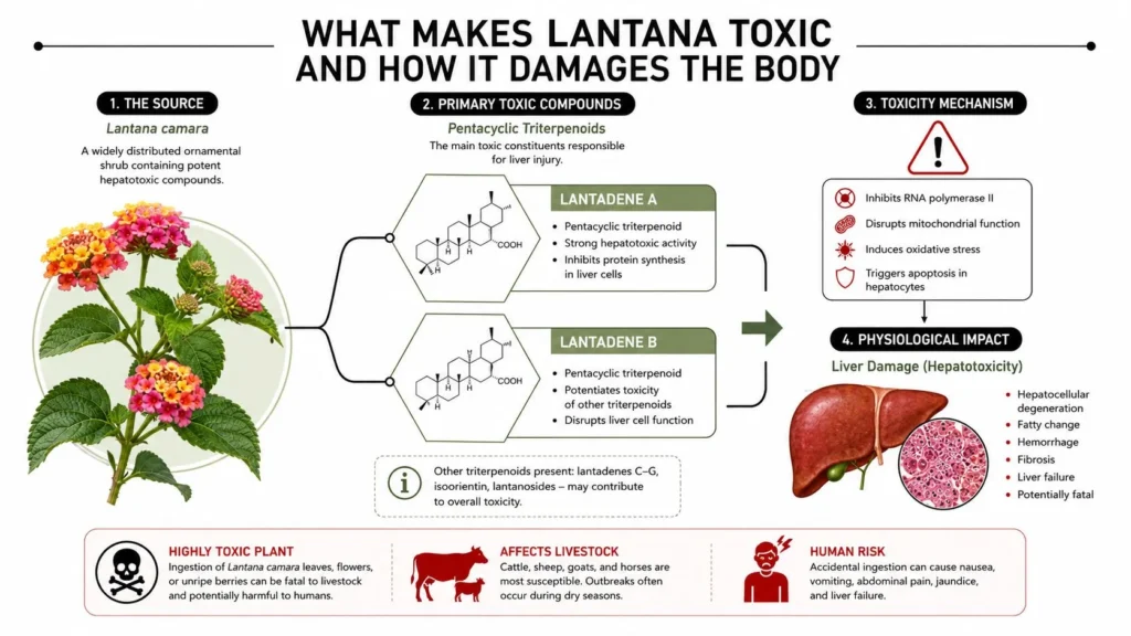 Is Lantana Poisonous? What Every Gardener Should Know Lantana toxicity infographic showing toxic compounds, liver damage mechanisms, and risks to humans and livestock.
