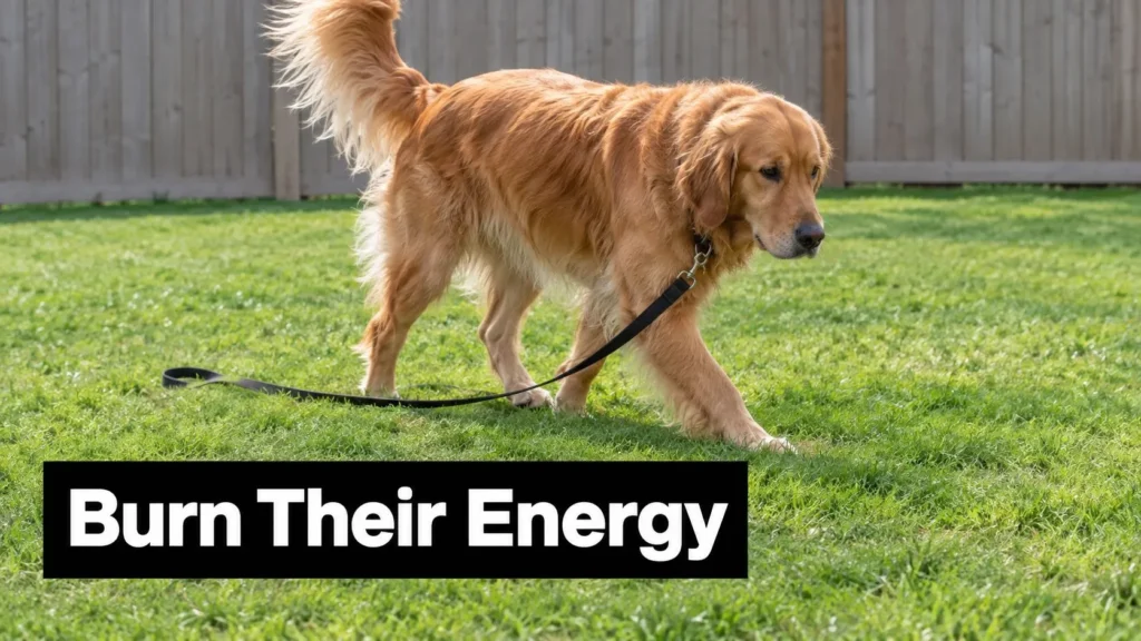 Golden Retriever walking on grass with a leash and the text “Burn Their Energy.”